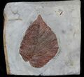Fossil Leaf (Beringiaphyllum) - Montana #37216-1